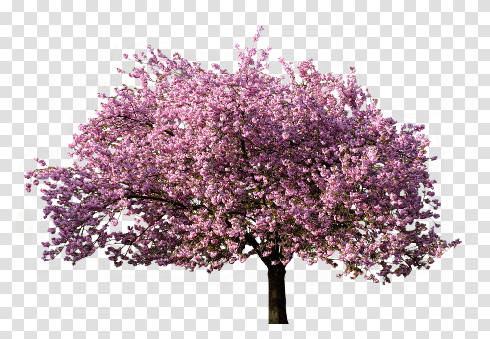 Christmas Nature Background Mart Tree With White Background, Plant, Flower, Blossom, Lilac Transparent Png