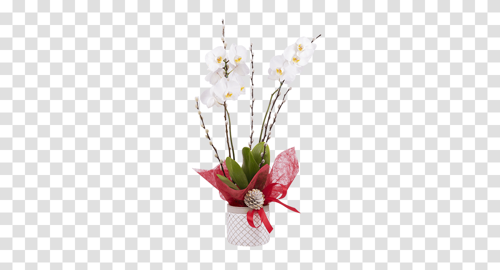 Christmas Orchid, Plant, Flower, Blossom, Flower Arrangement Transparent Png