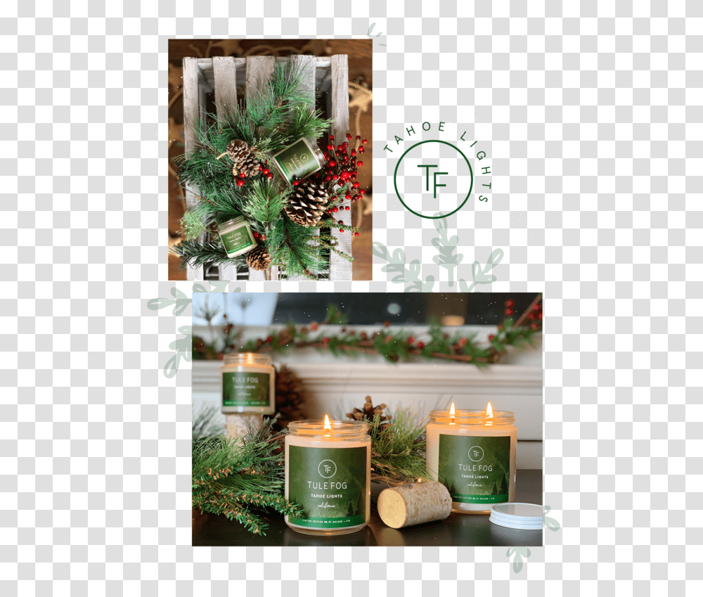 Christmas Ornament, Candle, Plant, Tree, Christmas Tree Transparent Png