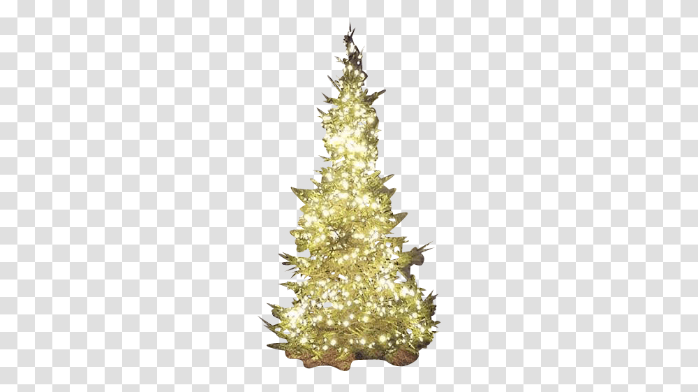 Christmas Ornament, Christmas Tree, Plant, Flower, Blossom Transparent Png