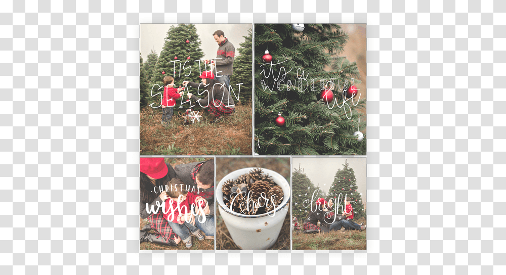 Christmas Ornament, Plant, Tree, Christmas Tree, Person Transparent Png
