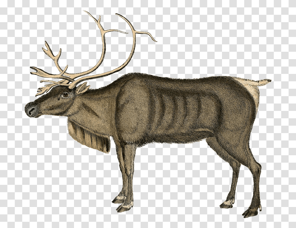 Christmas Peace Illustration Vintage, Elk, Deer, Wildlife, Mammal Transparent Png