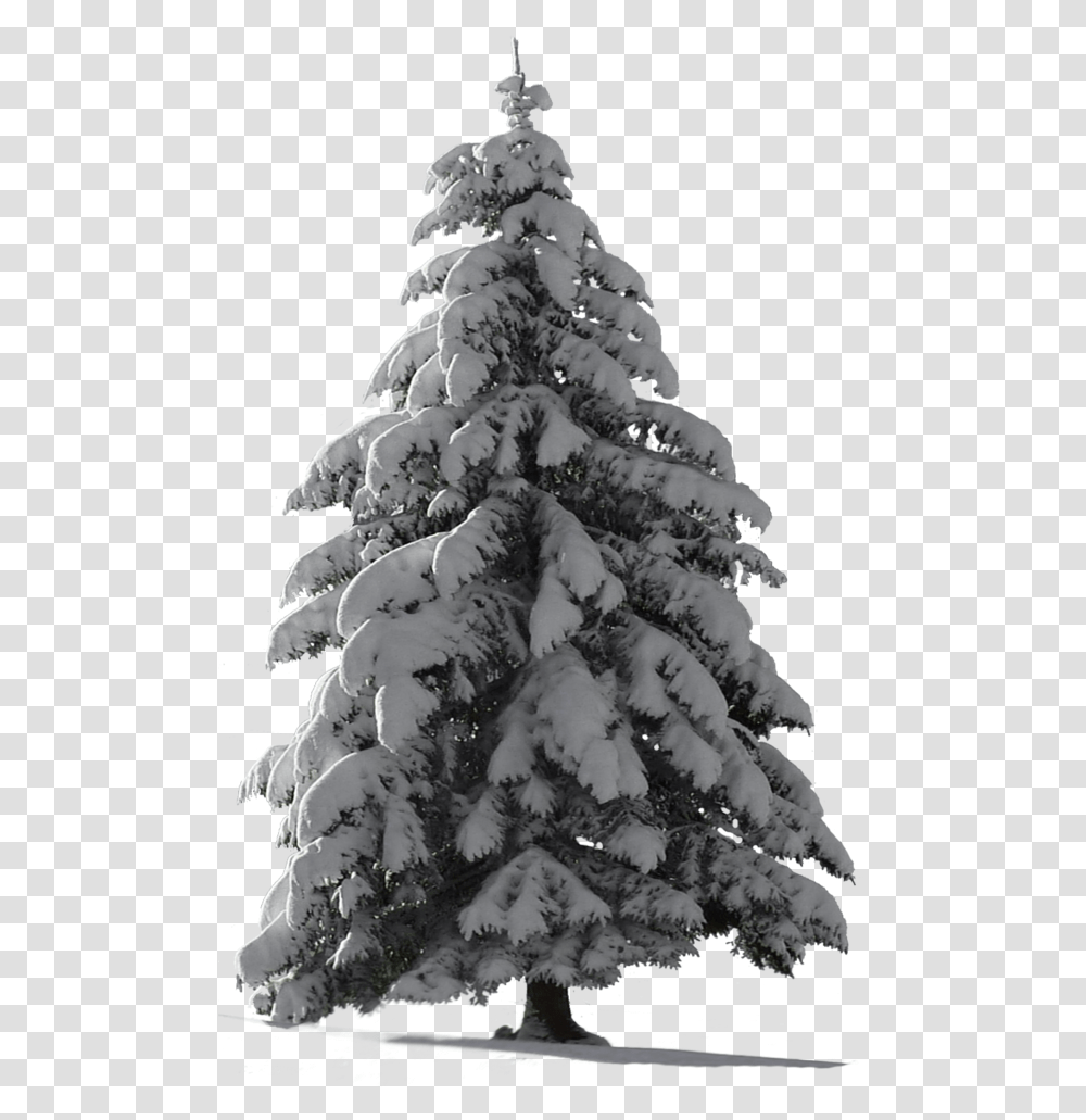 Christmas Picsart Pine Tree Snow, Plant, Fir, Abies, Conifer Transparent Png