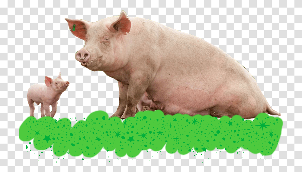 Christmas Pigs Freedom Farms Domestic Pig, Mammal, Animal, Hog, Boar Transparent Png