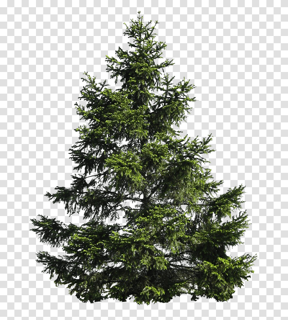 Christmas Pine Tree Image Mart Pine Tree, Plant, Conifer, Fir, Abies Transparent Png