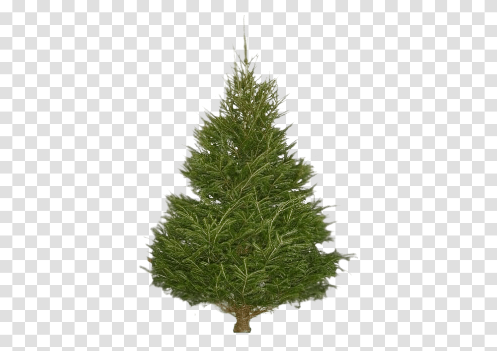 Christmas Pine Tree Image Prelit Slim Christmas Trees, Plant, Conifer, Spruce, Fir Transparent Png