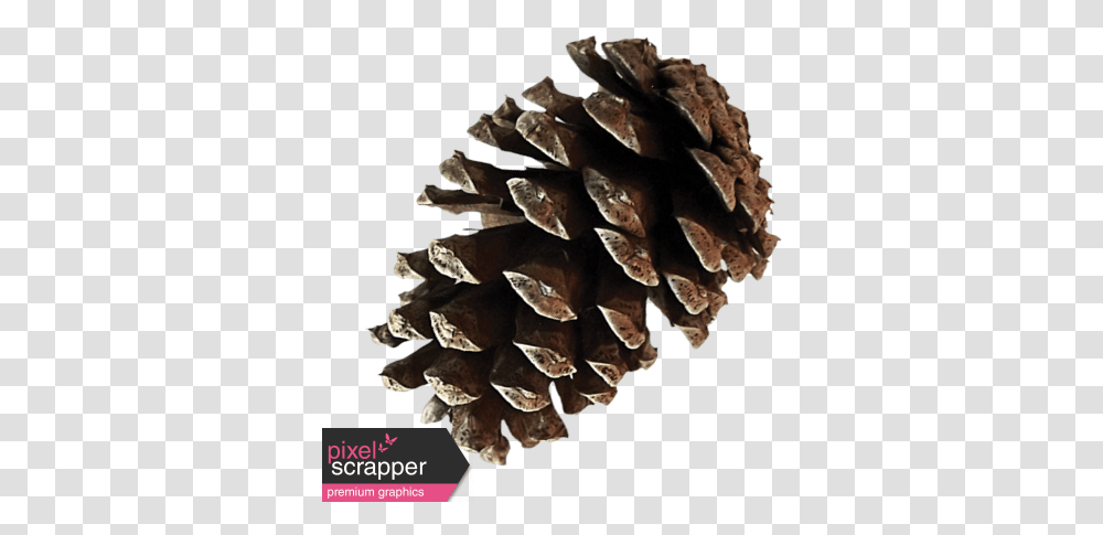 Christmas Pinecone Graphic By Sheila Reid Pixel Conifer Cone, Tree, Plant, Grain, Produce Transparent Png