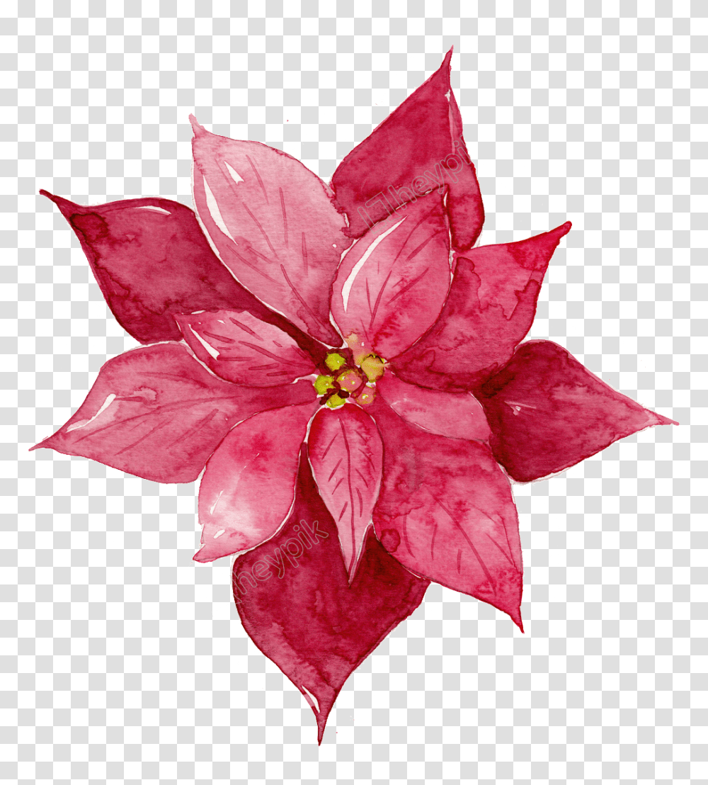 Christmas Poinsettia Clipart Free Stock Red Watercolor Watercolor Red Flowers Clipart, Plant, Blossom, Leaf, Petal Transparent Png