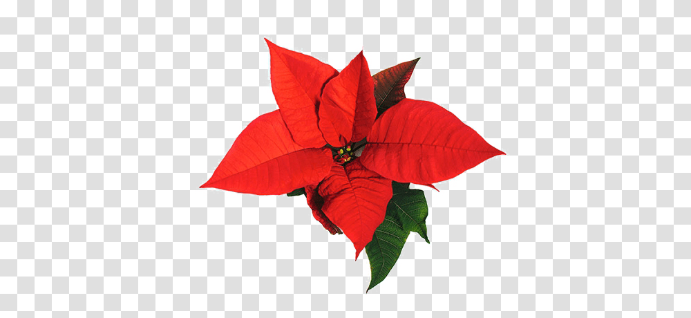 Christmas Poinsettia, Leaf, Plant, Paper, Maple Leaf Transparent Png