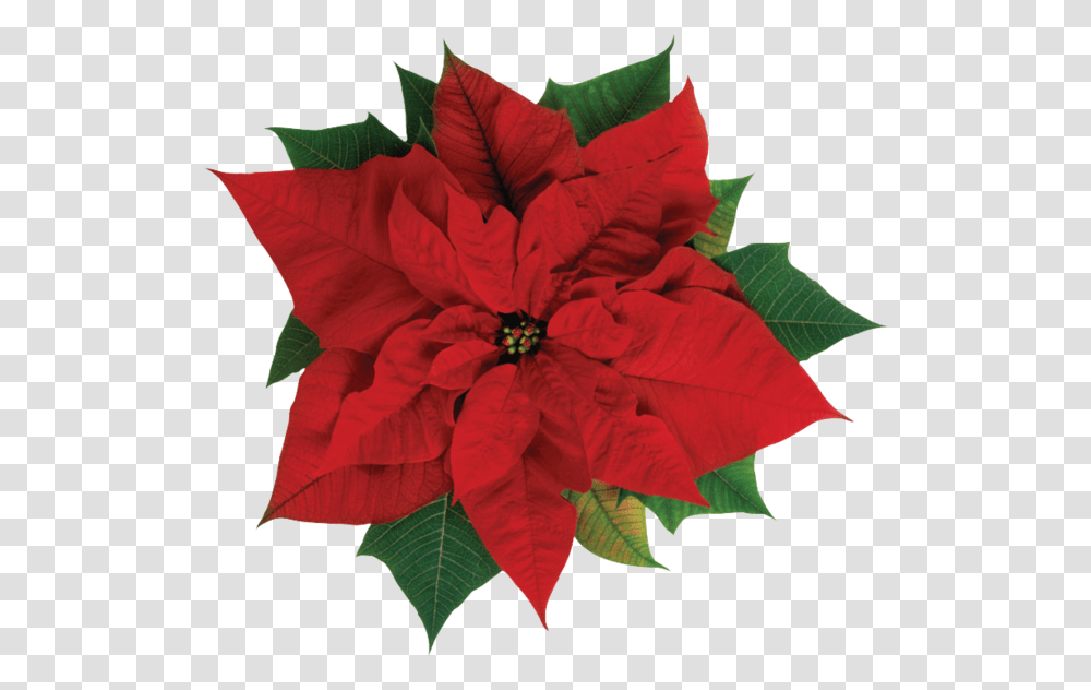 Christmas Poinsettia Poinsettia Flower, Leaf, Plant, Annonaceae, Tree Transparent Png