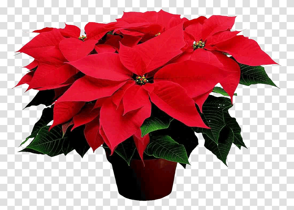 Christmas Possentia Download Name Of The Christmas Flower, Plant, Petal, Blossom, Geranium Transparent Png