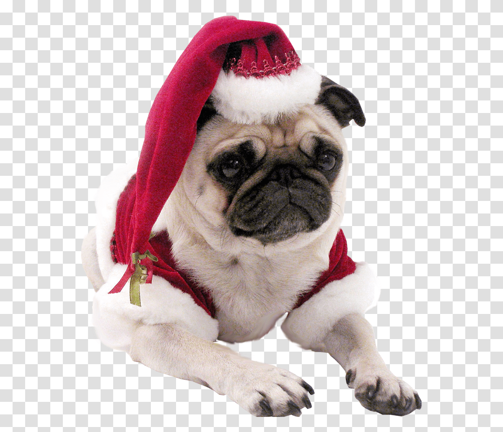 Christmas Pug Dog Background Cool Dog No Background, Pet, Canine, Animal, Mammal Transparent Png