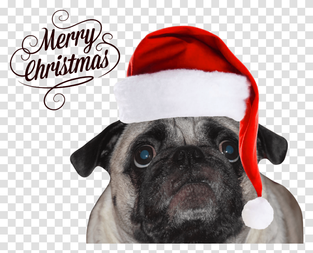 Christmas Pug Merry Christmas Pug, Dog, Pet, Canine, Animal Transparent Png