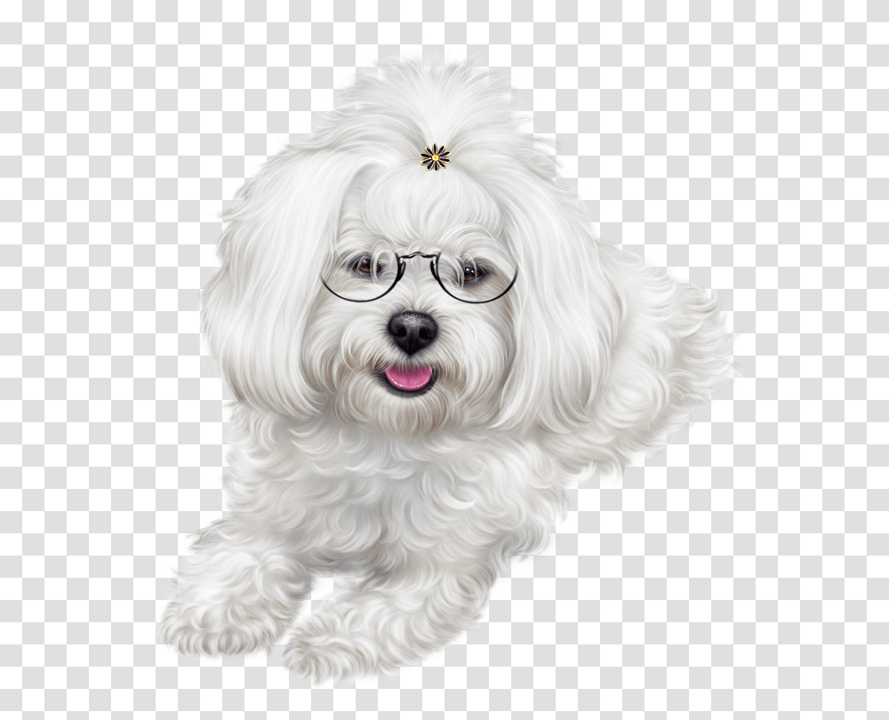 Christmas Puppy Images Clipart Dog Maltipoo, Pet, Canine, Animal, Mammal Transparent Png