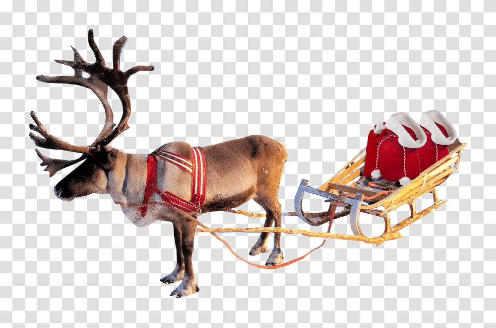 Christmas Reindeer And Sleigh Santa Real Reindeer On Sleigh, Sled, Dog, Pet, Canine Transparent Png