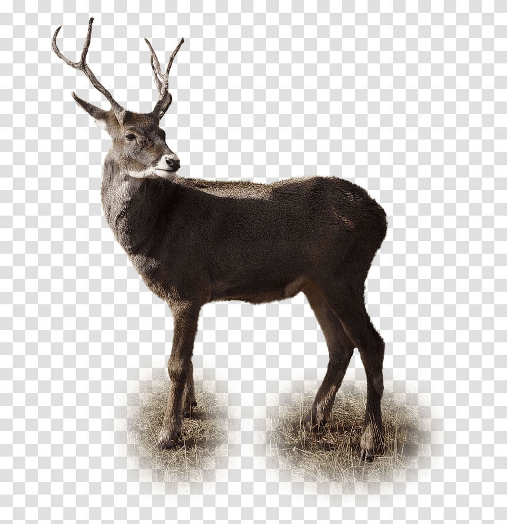 Christmas Reindeer Picture Ciervos, Antelope, Wildlife, Mammal, Animal Transparent Png