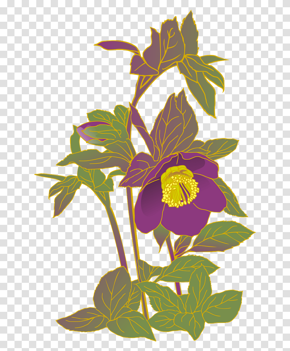 Christmas Rose Hellebore Purple Flowers Free Photo, Floral Design, Pattern Transparent Png