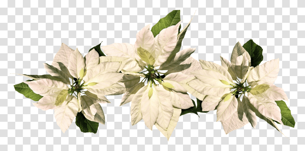Christmas Star Poinsettia White Poinsettia, Leaf, Plant, Potted Plant, Vase Transparent Png