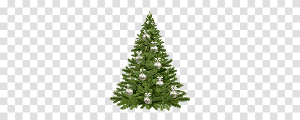 Christmas Tree Nature, Ornament, Plant, Pine Transparent Png