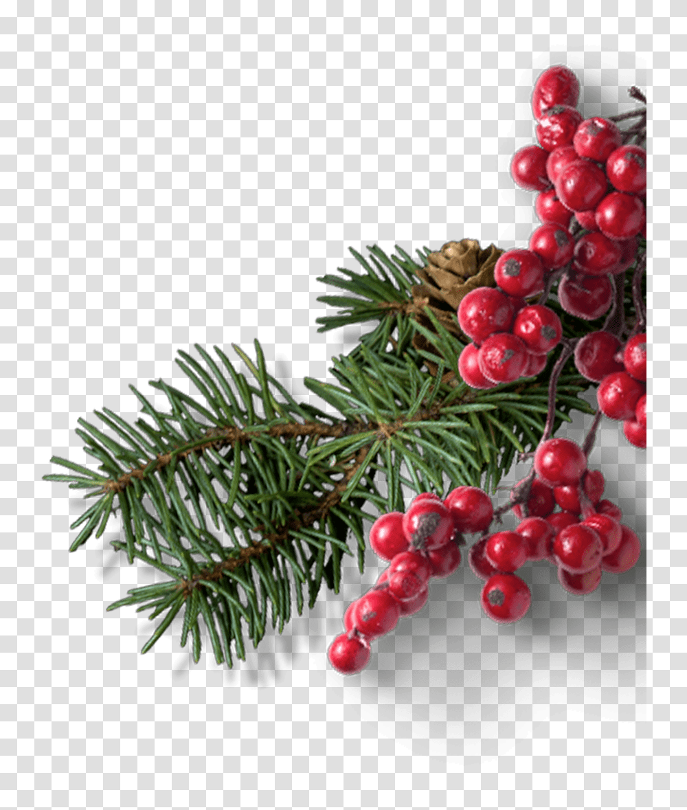 Christmas Tree 2000, Plant, Conifer, Fruit, Food Transparent Png