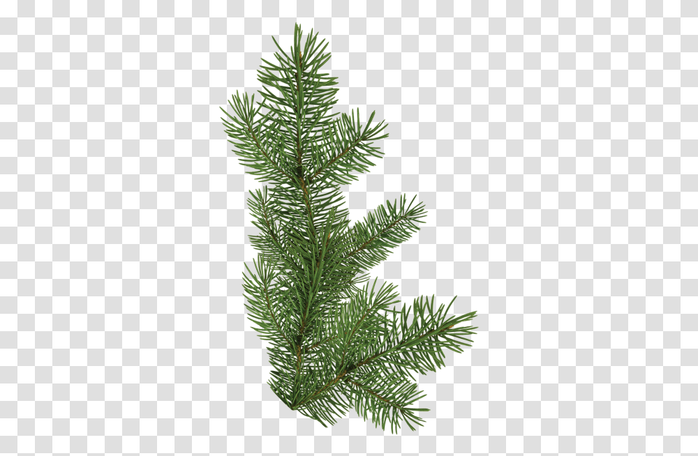 Christmas Tree Branch 2 Image Pine Tree Branch, Plant, Conifer, Fir, Vegetation Transparent Png