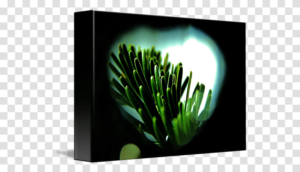Christmas Tree Branch By Simon Steiner Sea Anemones And Corals, Plant, Flower, Produce, Food Transparent Png