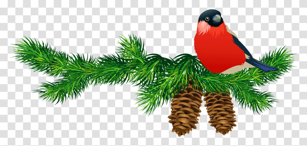 Christmas Tree Branch Download Free Clip Art Christmas Birds, Plant, Conifer, Animal, Fir Transparent Png