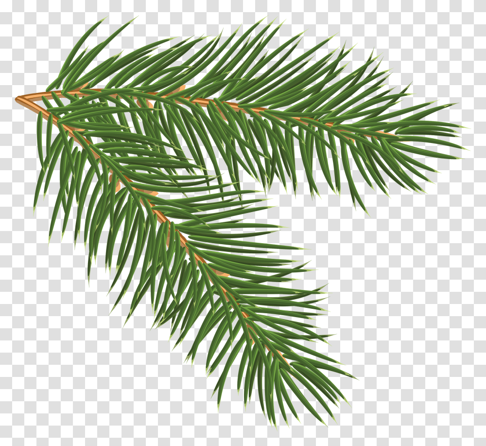 Christmas Tree Branch Freeuse Pine Branch, Plant, Conifer, Spruce, Fir Transparent Png