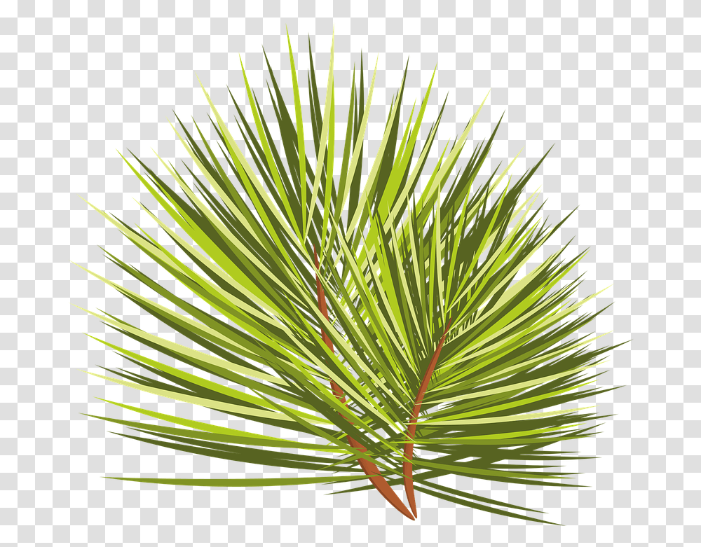 Christmas Tree Branch Sprig Free Vector Graphic On Pixabay, Plant, Conifer, Vegetation, Palm Tree Transparent Png