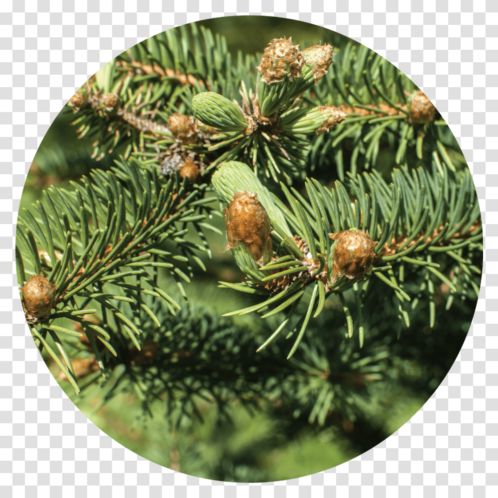 Christmas Tree Essential Oil Branch, Plant, Conifer, Pineapple, Fruit Transparent Png