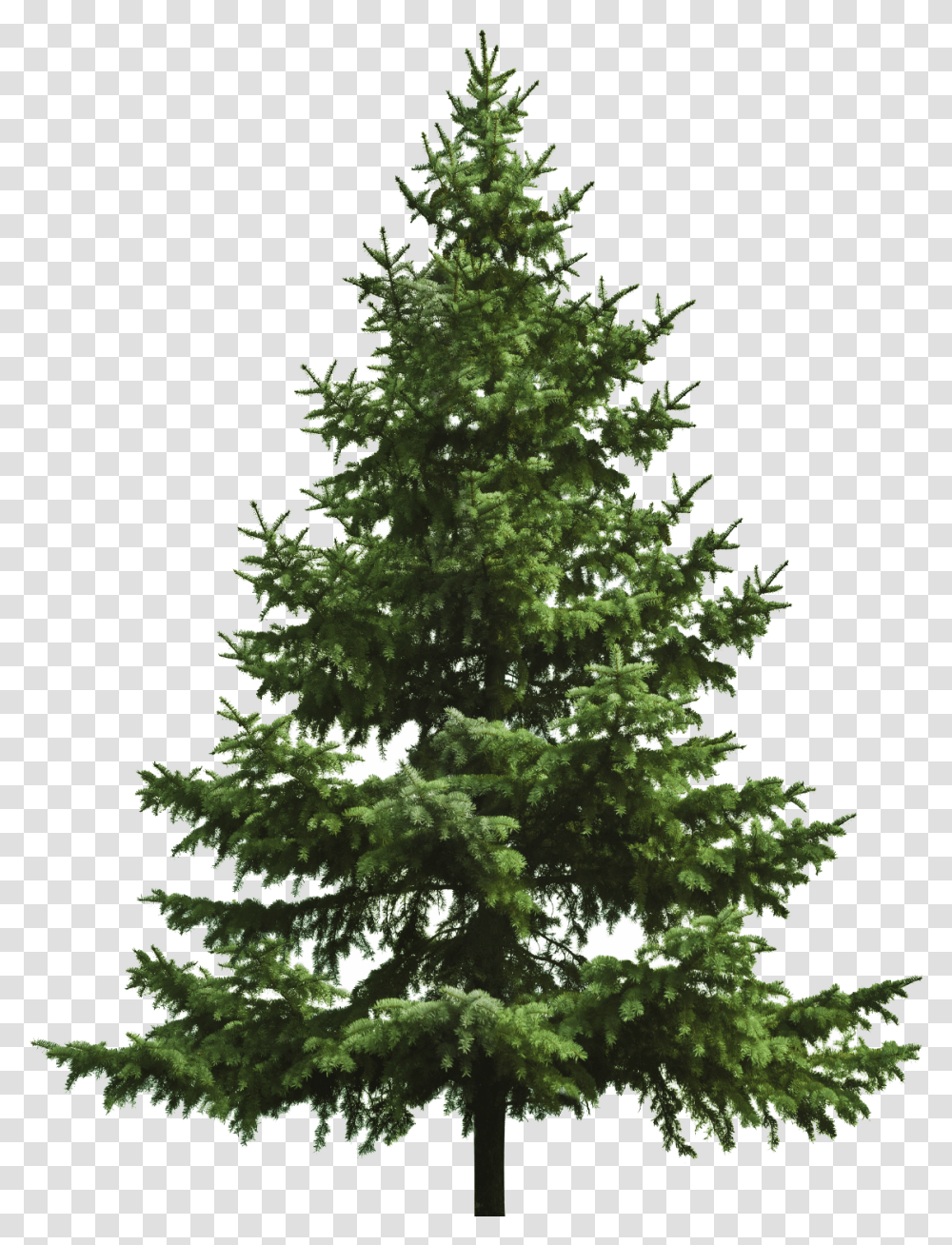 Christmas Tree Fir Pine Trees, Plant, Ornament, Abies, Conifer Transparent Png