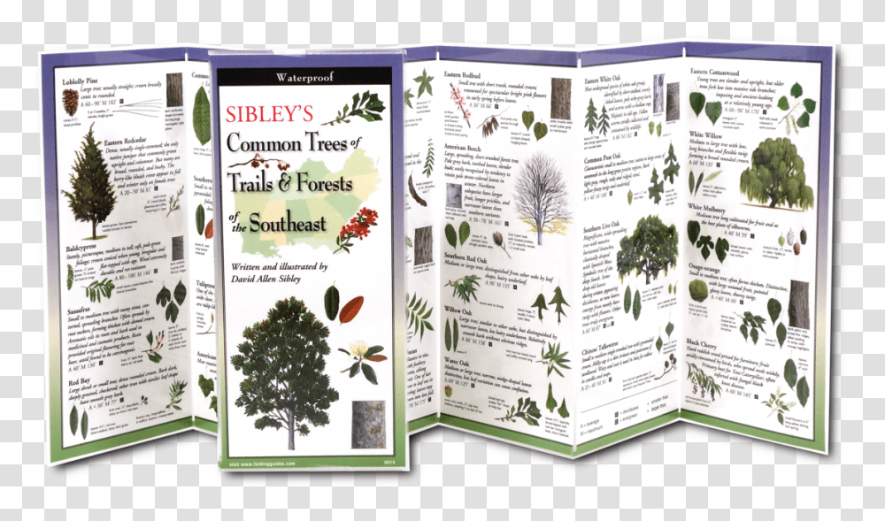 Christmas Tree, Flyer, Poster, Paper, Advertisement Transparent Png