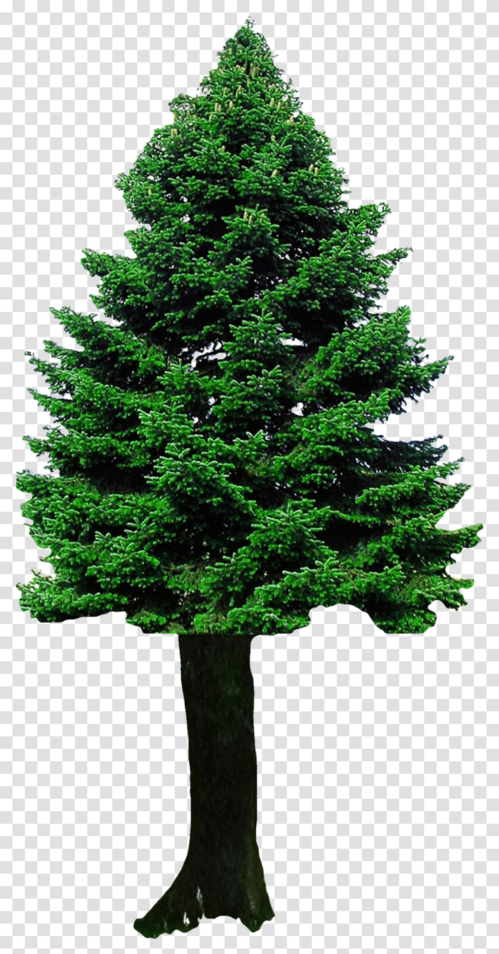 Christmas Tree Free Download Tree Background Free, Plant, Fir, Abies, Pine Transparent Png