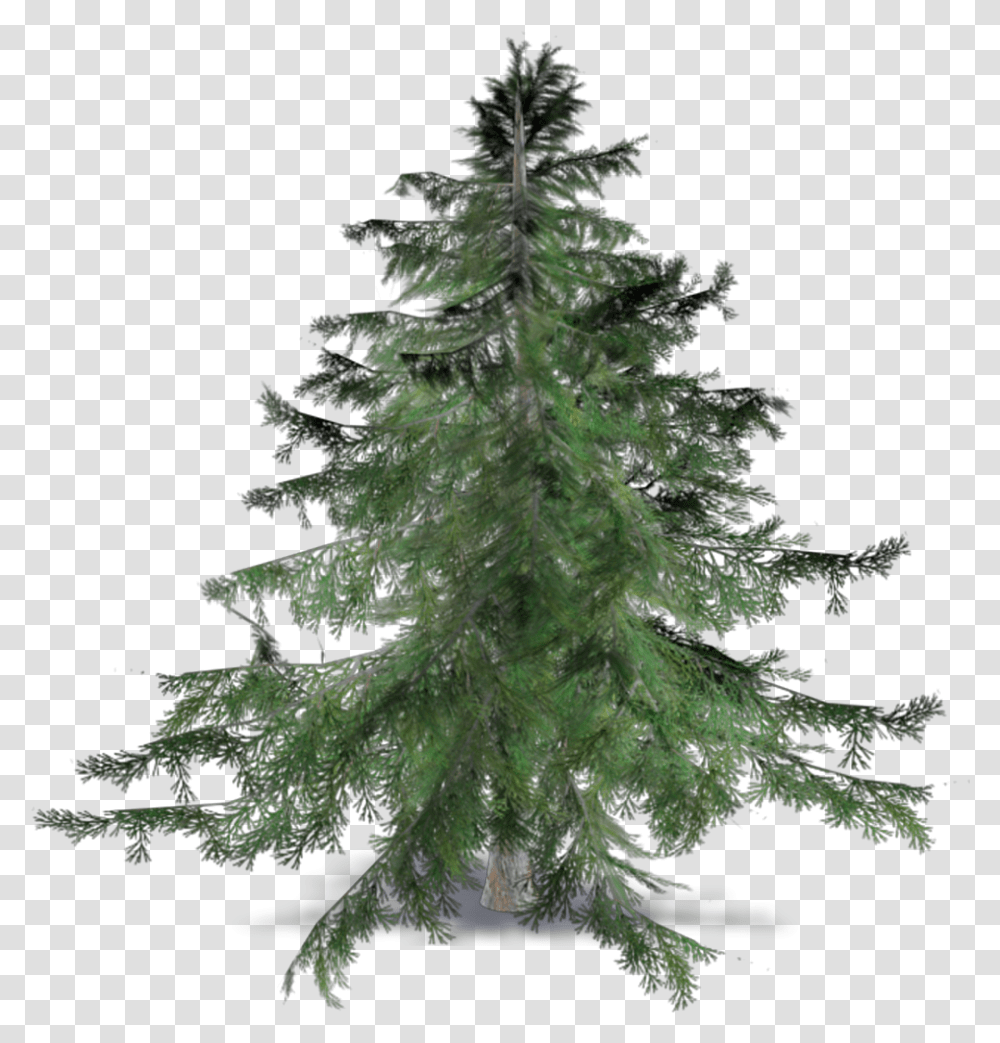 Christmas Tree Hd Download Cedrus Brevifolia, Plant, Conifer, Fir, Vegetation Transparent Png
