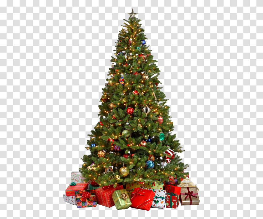 Christmas Tree, Holiday, Ornament, Plant, Pine Transparent Png