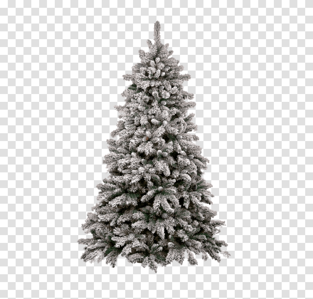 Christmas Tree, Holiday, Plant, Ornament, Pine Transparent Png