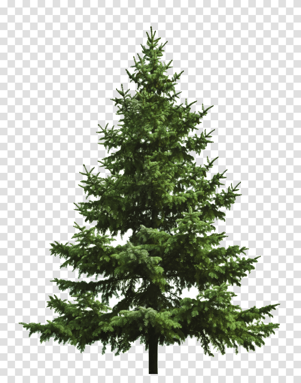 Christmas Tree, Holiday, Plant, Ornament, Pine Transparent Png