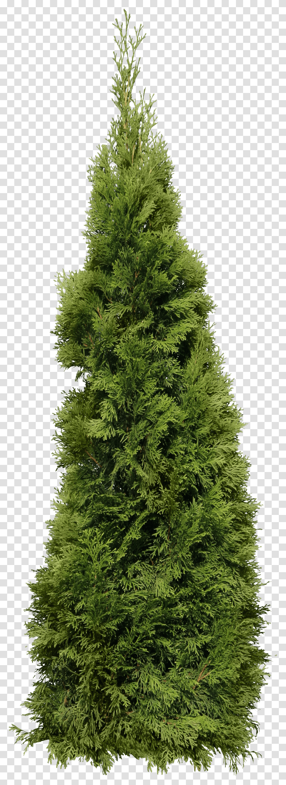 Christmas Tree, Holiday Transparent Png