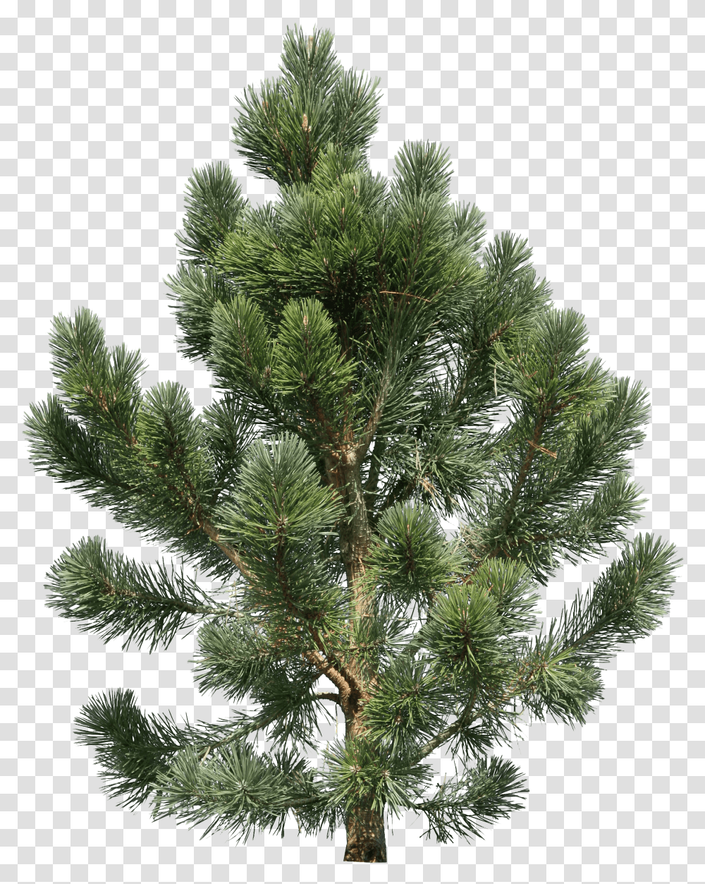 Christmas Tree, Holiday Transparent Png