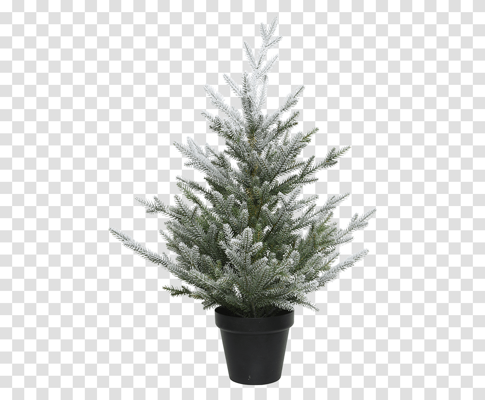 Christmas Tree In A Pot Snowy Weihnachtsbaum Im Topf, Plant, Ornament, Fir, Abies Transparent Png
