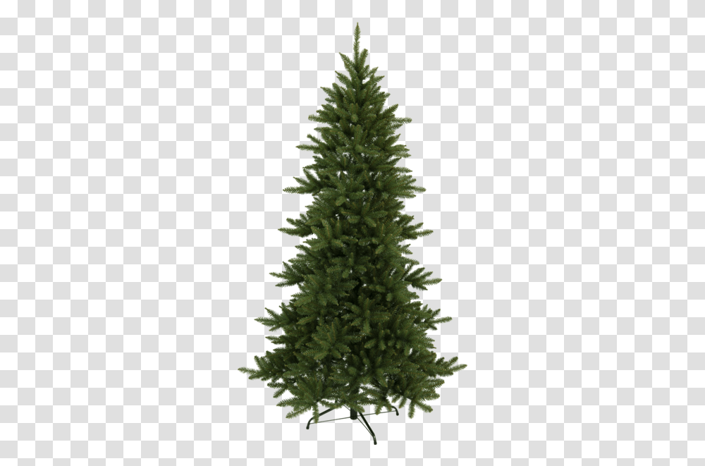 Christmas Tree Minnesota Nordmann Fir 8 9 Christmas Tree, Plant, Ornament, Pine, Abies Transparent Png