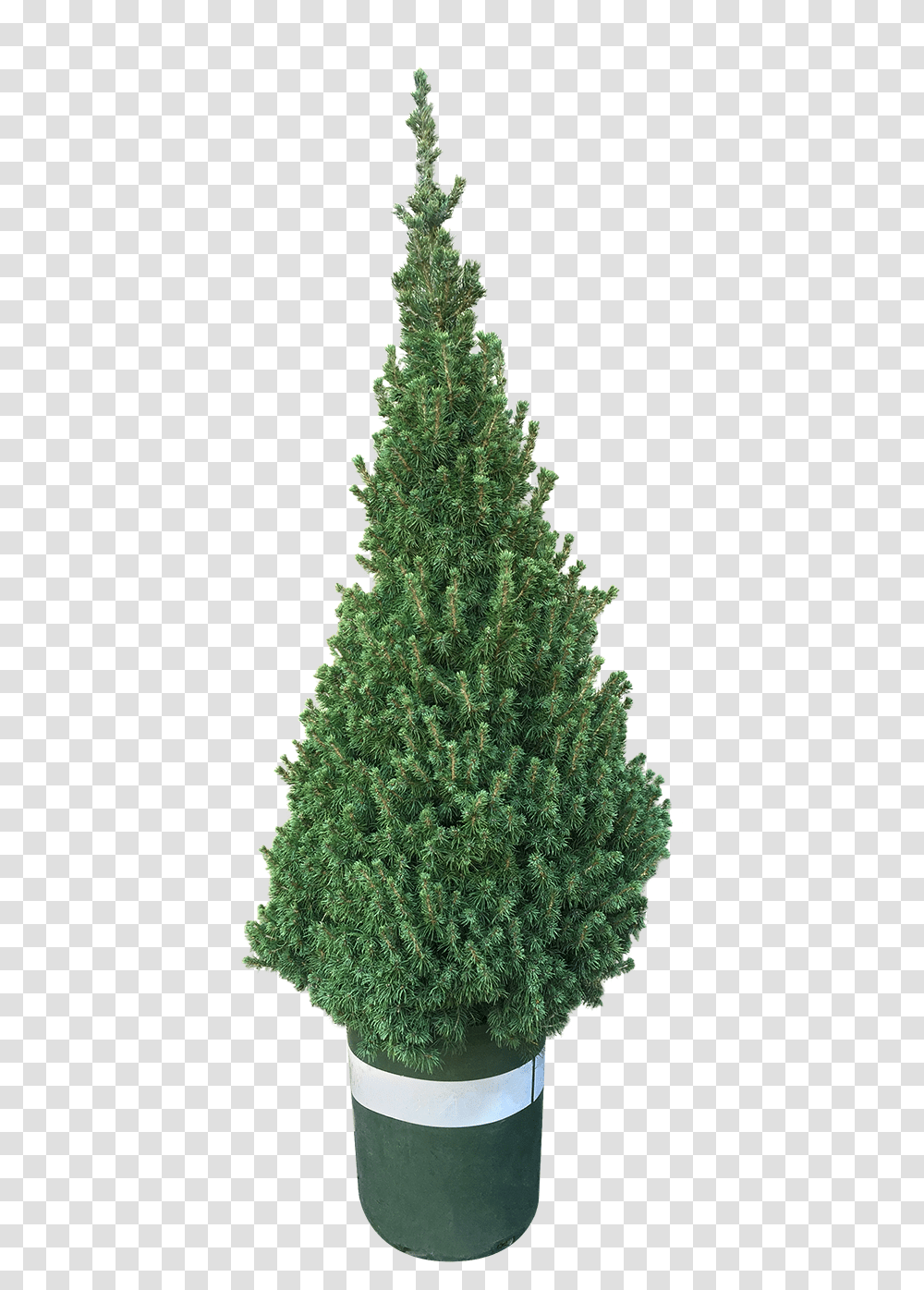 Christmas Tree, Ornament, Plant, Pine, Conifer Transparent Png