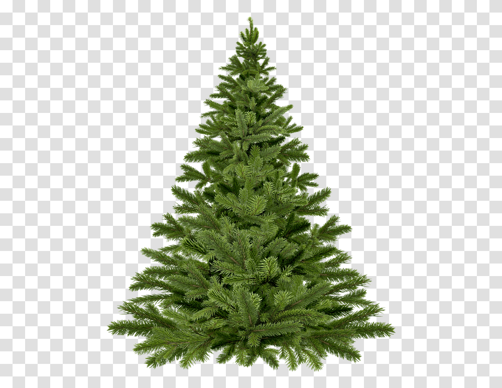 Christmas Tree Pick Up - Borough Of Fanwood Undecorated Christmas Tree, Ornament, Plant, Pine, Fir Transparent Png