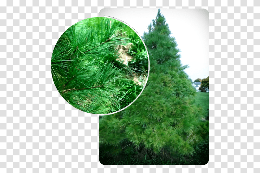 Christmas Tree, Plant, Bush, Vegetation, Pine Transparent Png