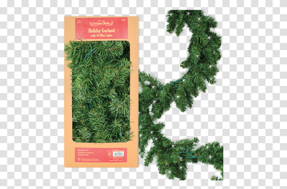 Christmas Tree, Plant, Conifer, Bush, Vegetation Transparent Png
