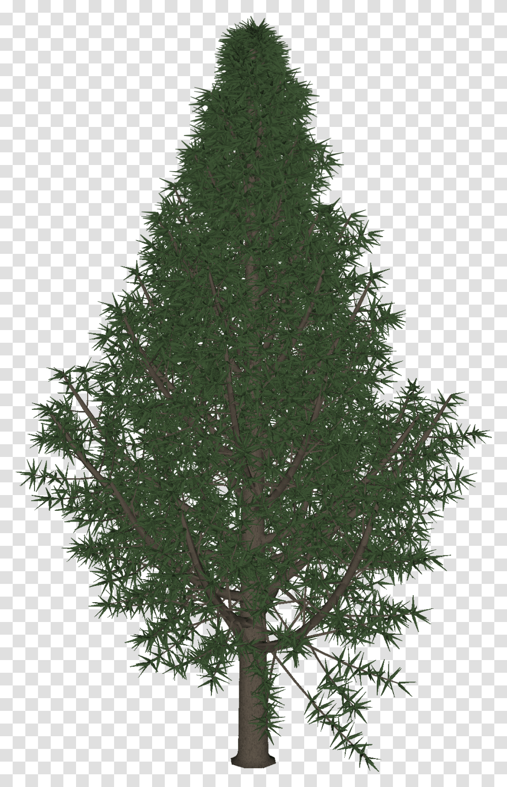 Christmas Tree, Plant, Conifer, Fir, Abies Transparent Png