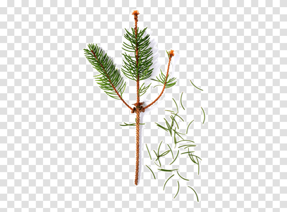 Christmas Tree, Plant, Conifer, Flower, Blossom Transparent Png
