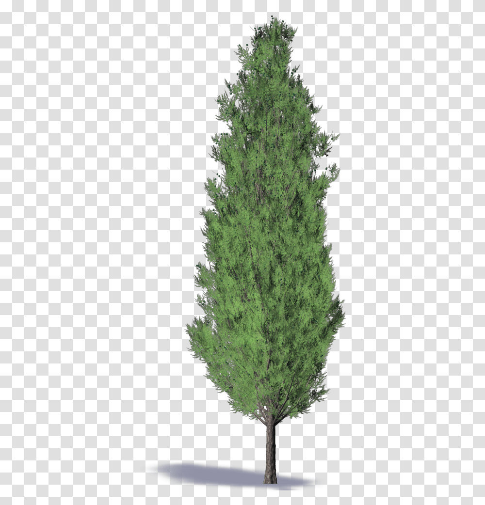 Christmas Tree, Plant, Conifer, Vegetation, Fir Transparent Png