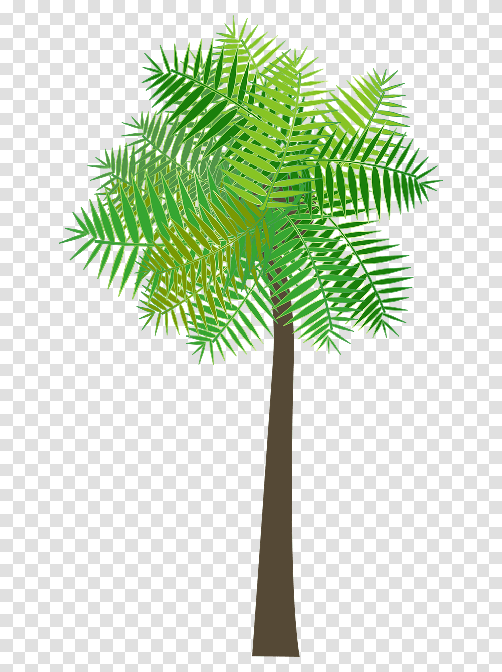 Christmas Tree, Plant, Fern, Cross Transparent Png