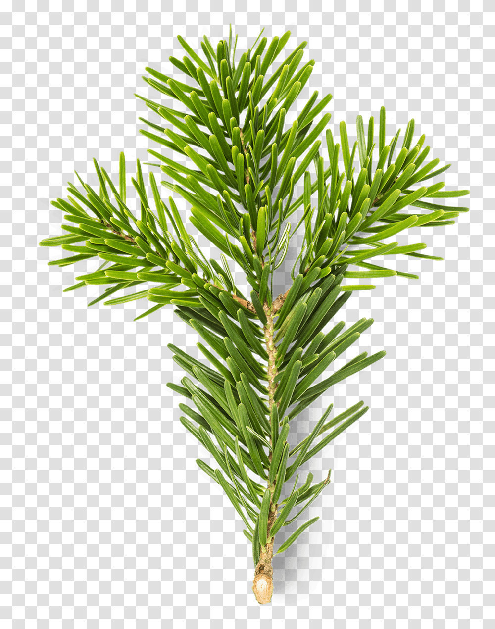 Christmas Tree, Plant, Fir, Abies, Pine Transparent Png